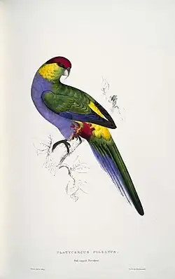 Image illustrative de l’article Illustrations de la famille des Psittacidae, ou perroquets