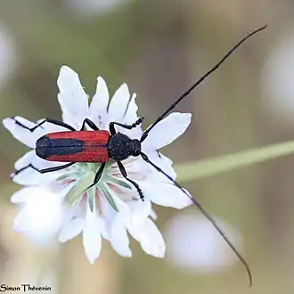 Description de cette image, également commentée ci-après