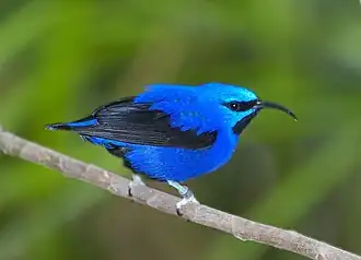 Sucrier pourpre (Cyanerpes caeruleus)