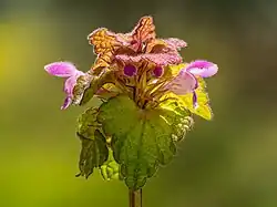 Inflorescence d'un Lamier pourpre.