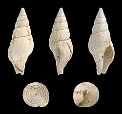 Pusionella pseudofusus.