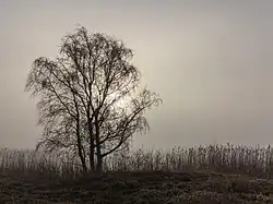 Brouillard à Put van Nederhorst, Langweerderwielen, Langweer. Février 2021