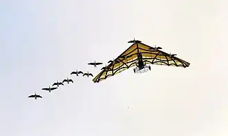 Oies en vol groupé accompagnant un ULM pendulaire au Puy du Fou