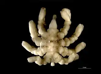 Pycnogonum litorale (Pycnogonidae)