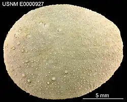 Pycnolampas oviformis (USNM).