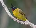 Bulbul à huppe noire