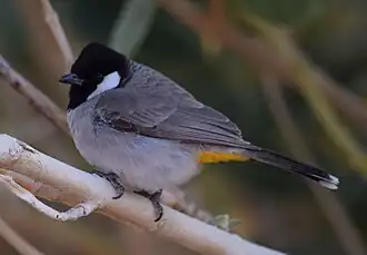 Description de l'image Pycnonotus leucotis by Ajay Goyal (cropped).jpg.