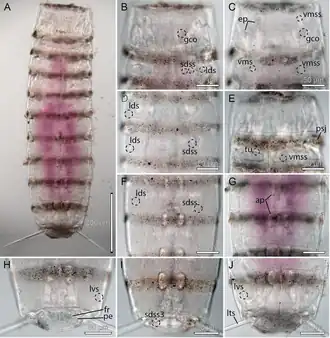 Description de l'image Pycnophyes ancalagon (10.7717-peerj.5653) Figure 14.png.