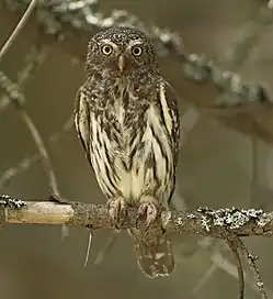Chevêchette d'Europe dans la forêt du Fraktó.