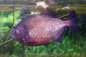 Pygocentrus nattereri (Piranha rouge) au ZooParc de Beauval à Saint-Aignan-sur-Cher, France.