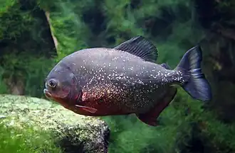 Pygocentrus nattereri (Characiformes)