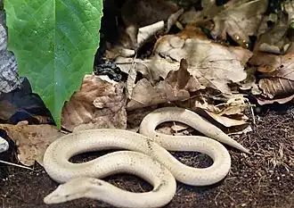 Description de l'image Pygopodidae Lialis jicari 1.jpg.