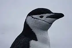 Manchot à jugulaire