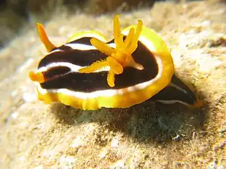 Chromodoris africana