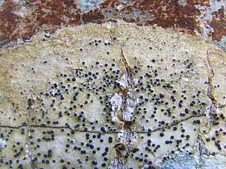 Description de cette image, également commentée ci-après