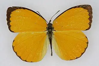 Description de l'image Pyrisitia dina.jpg.