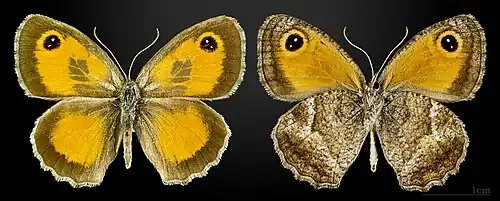 Pyronia cecilia