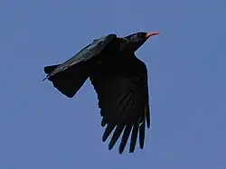 Flying Red-billed Chough silhouetted against the sky