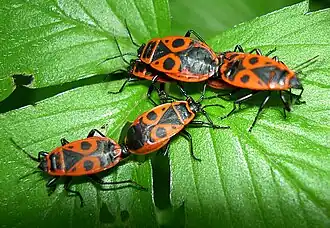 Gendarmes (Pyrrhocoris apterus), insecte commun en Europe.