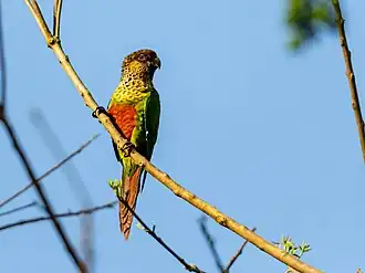 Description de l'image Pyrrhura amazonum pallescens Madeira Parakeet; Candeias do Jamari, Rondônia, Brazil.jpg.