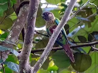 Description de l'image Pyrrhura lucianii Bonaparte's Parakeet; Porto Velho, Rondônia, Brazil.jpg.