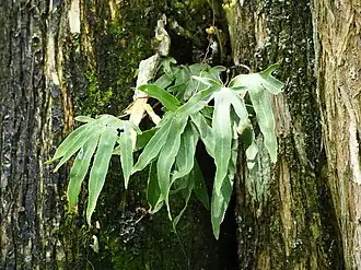Description de l'image Pyrrosia polydactylos, Nantou County, Taiwan 02.jpg.