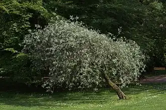 Dans le jardin botanique de Gothenburg.