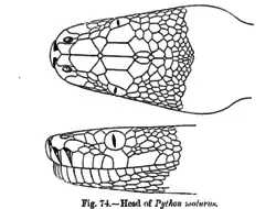 Écailles de la tête.