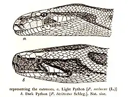 Python molurus (en haut) ; Python bivittatus (en bas).