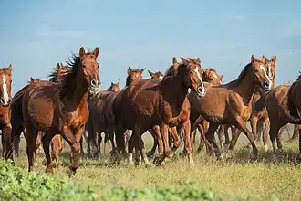 Groupe de chevaux Karabakh de robe alezane au haras de Yashar Guluzade à Chaki.