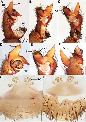 Description de l'image Qiongthela baoting (10.3897-zookeys.911.48703) Figure 2.jpg.