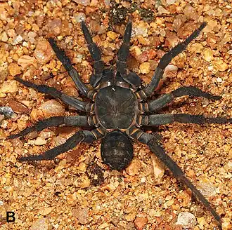 Description de l'image Qiongthela bawang (10.3897-zookeys.714.19858) Figure 1 (cropped).jpg.