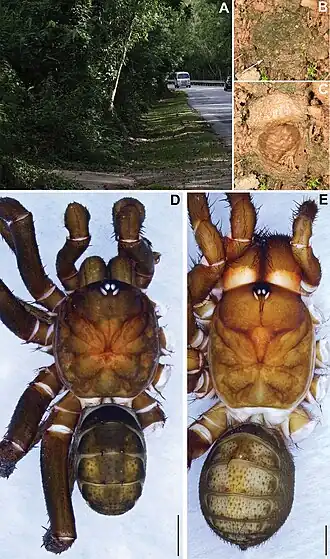 Description de l'image Qiongthela dongfang (10.3897-zookeys.1009.57857) Figure 2.jpg.