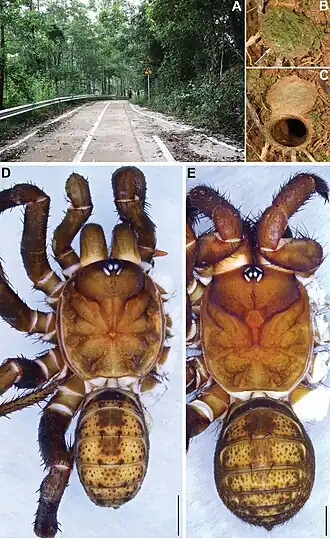 Description de l'image Qiongthela nankai (10.3897-zookeys.1009.57857) Figure 4.jpg.