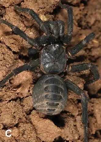 Description de l'image Qiongthela wuzhi (10.3897-zookeys.714.19858) Figure 4 (cropped).jpg.