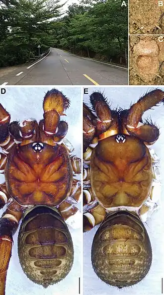 Description de l'image Qiongthela yalin (10.3897-zookeys.1009.57857) Figure 6.jpg.