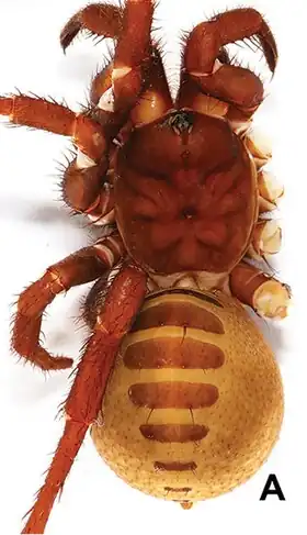 Description de l'image Qiongthela yini (10.3897-zookeys.714.19858) Figure 3 (cropped).jpg.