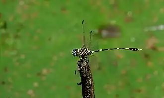 Description de cette image, également commentée ci-après