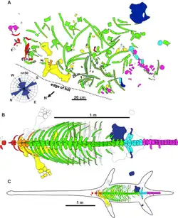Carte de la carrière (A) et reconstitution de l'holotype (B).
