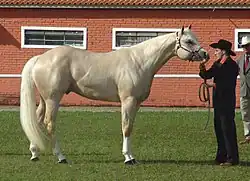 Quarter Horse de halter (musculature).
