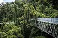 Pont dans la canopée.