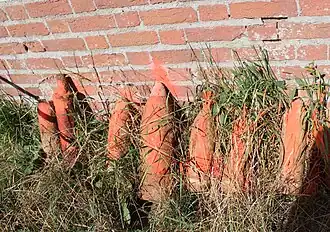Obus potentiellement dangereux déposés contre le mur du cimetière en attente de leur enlèvement en août 2022.