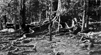 Description de l'image Queensland State Archives 1203 Root Formation of a giant Penda Tree Jungle Avenue Malanda c 1931.png.