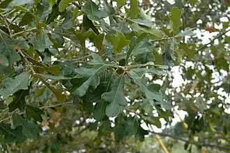 Description de l'image Quercus Boyntonii.jpg.