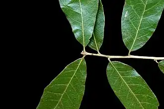 Description de l'image Quercus chapmanii (23887022690).jpg.