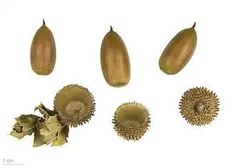 Quercus coccifera - Muséum de Toulouse.