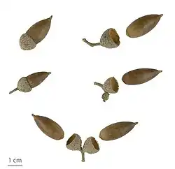 Glands avec leurs cupules.