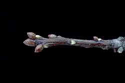 Sur une tige de chêne, l'unité de croissance portant des bourgeons et des cicatrices foliaires, débute par la cicatrice de cataphylles en anneau (à droite).