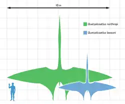 Comparaison de taille entre Quetzalcoatlus northopi, le petit Quetzalcoatlus lawsoni et un humain.