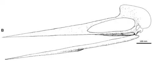 Reconstitution scientifique du crâne, d'après un article par M.P. Witton et Naish D. (2008).